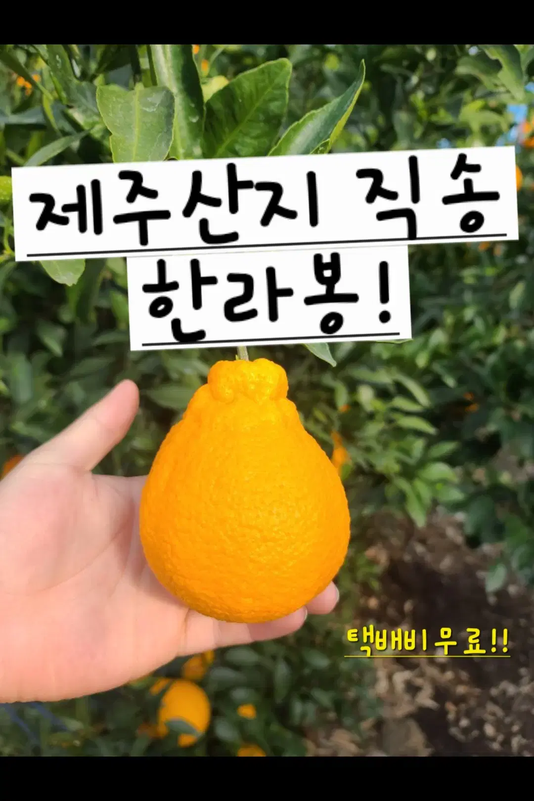 [설선물세트] 제주 특산품 한라봉  4.5kg 대과(10~15과) 판매